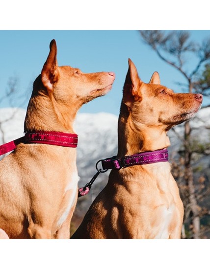 COLLARE CASUAL SEMI STROZZO PER CANI