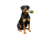 TUFFY SILLY SQUEAKER BEER BOTTLE DOS PERROS IN LATTICE